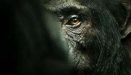 Chimp Empire | Trailer