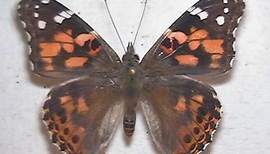 Painted Lady Butterfly Metamorphosis, Developing and Emerging Time Lapse V03183
