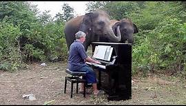 Elephants "Singing" with Piano in Their Own Way