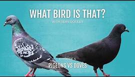 What bird is that? Pigeons vs Doves