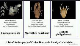 List of Arthropoda of Order Decapoda Family Galatheidae. galathea munida munidopsis agononida iris