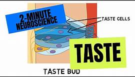 2-Minute Neuroscience: Taste