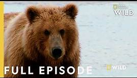 Grizzly Battleground (Full Episode) | Alaska's Grizzly Gauntlet