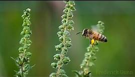 What is a honey bee? This is a Honey Bee! Apis mellifera, The western or European honey bee.
