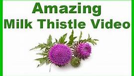 All You Need to Know About the Amazing Milk Thistle Plant, Uses, Benefits and Side Effects!