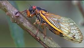 Periodical Cicadas Overrun the Forest | Planet Earth | BBC Earth