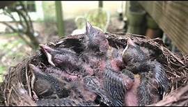 Robin Babies Day Three in Nest Under the Deck