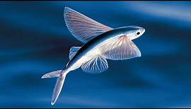 The Evolution of Flying Fish