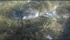 See The Hidden World Of The Brown Bullhead Catfish