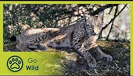 Leap of the Lynx | Go Wild