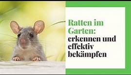 Ratten im Garten (erkennen, fangen und bekämpfen)