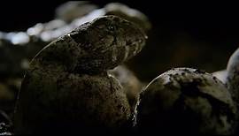 Hatching of Ancient Tuatara Reptiles | Wild New Zealand | BBC Earth