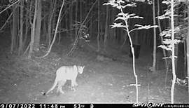 Check out these photos from confirmed cougar sightings in Michigan