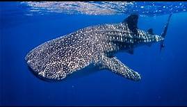 Walhai - Der Größte Hai Der Welt / Dokumentation