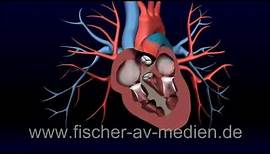 Das Herz - kurz und bündig - 3D Animation - Heart - cardiovascula