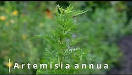 Gertruds Kräuterkunde im August - Artemisia annua
