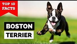 Boston Terrier - Top 10 Facts