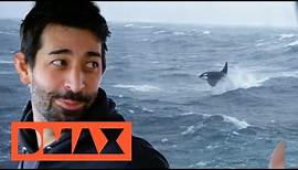 Orca: Freund oder Feind? | Fang des Lebens - Der gefährlichste Job Alaskas | DMAX Deutschland