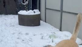 Schneespaß im Tierheim❄️☃️ einige Hunde haben sogar mit angepackt und uns beim Schneeschippen geholfen 💪🏼 | Tierschutzverein Karlsruhe und Umgebung e.V. - Tierheim Karlsruhe