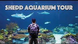 Chicago Shedd Aquarium Tour — Penguins, Dolphins, Sharks & More!