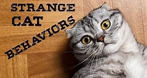 Top 10 Cat Strange Behaviors Explained