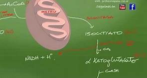 Ciclo de Krebs