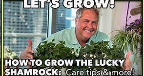 HOW TO GROW THE LUCKY SHAMROCK PLANT (Oxalis regnellii): Professional care tips and more!