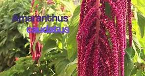 PUYP: Harvesting & Tasting Amaranth Seeds (Amaranthus caudatus)