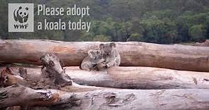 Adopt a Koala | WWF-Australia