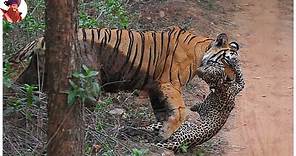 14 batallas de tigres increíbles capturadas en video