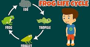 The Life Cycle of a Frog | Frog Life Cycle | Video for Kids