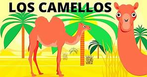 LOS CAMELLOS para niños/ TODO SOBRE LOS CAMELLOS/ En español