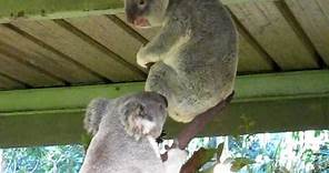 Crazy Koala Fight