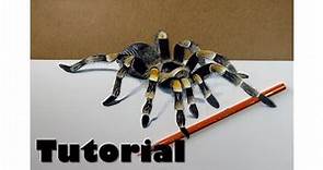Cómo dibujar una tarántula | How to draw a 3D Spider
