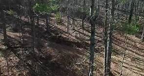 100 Acres for Sale in Floyd County Virginia!