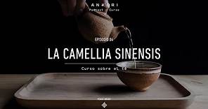 La Camellia Sinensis (Cultivar, Terroir y Cultivo del té) - Ep04 - CURSO SOBRE EL TÉ (Audio)