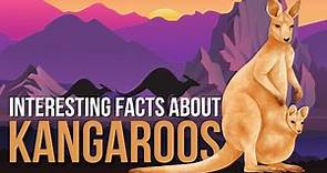 Interesting Facts About Kangaroo | Kangaroo Facts for Kids | Kangaroo Facts