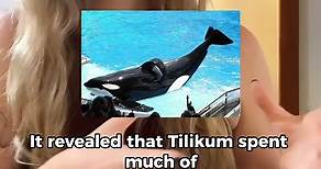Meet SeaWorld’s Most Infamous Killer Whale 🐋🌊 | Case Study: Tilikum
