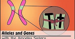 Alleles and Genes