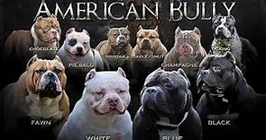 American Bully Colors: Which color is the most preferred?!