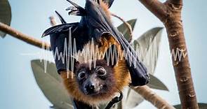 Fruit Bats with Carter Kleoppel | Sedgwick County ZooCast