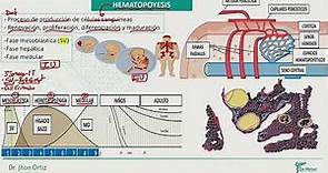 Hematología - Hematopoyesis