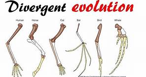 Divergent evolution
