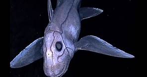 Facts: The Chimaera (Ghost Shark)