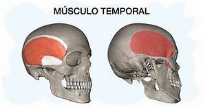 MÚSCULO TEMPORAL ✅ Anatomía