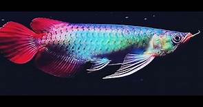 Best Top 10 Royal Grade Arowana Fish | Arowana Fish with Royal Colors - The Dragon Fish