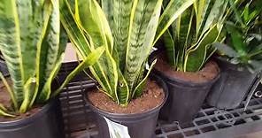 10 tips for taking care of a Snake Plant | Donna Joshi
