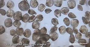 A unique look at clam larvae growth