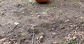 Pumpkin... - Roger Williams Park Zoo & Carousel Village
