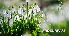 Snowdrops Guide: How to Grow & Care for “Galanthus”